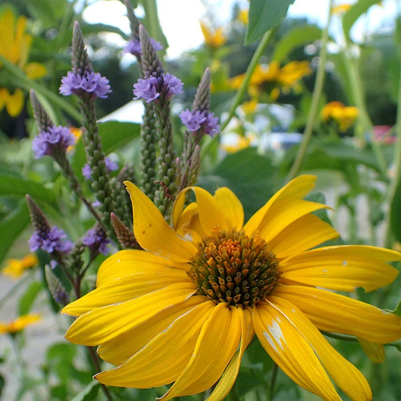 Blue Vervain - Image 3