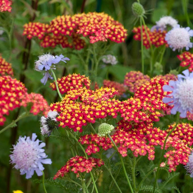 Paprika Yarrow - Image 2
