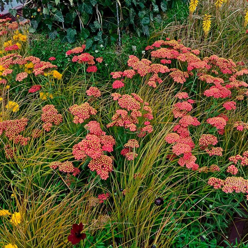 Paprika Yarrow - Image 3