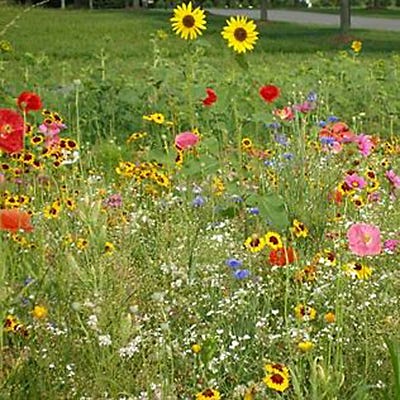 Planting Ideas for Growth Seed Packet - Image 3