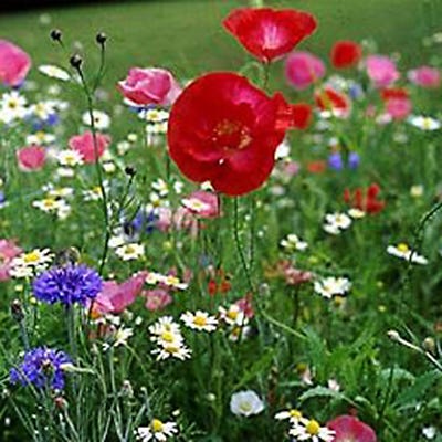 Planting Ideas for Growth Seed Packet - Image 4