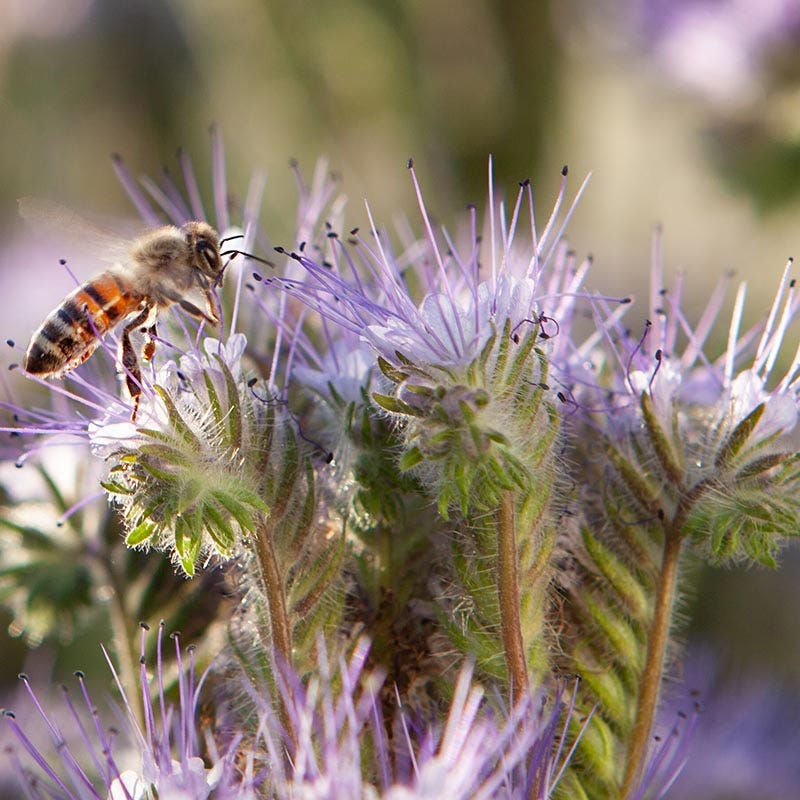 Pollinator Habitat Wildflower Seed Collection - Image 4