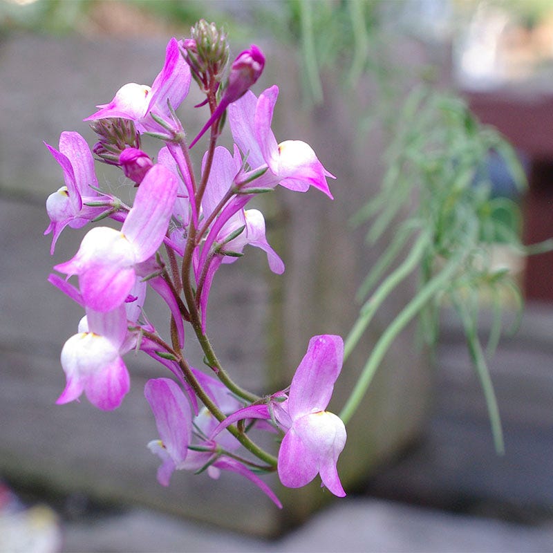 Quick Blooming Wildflower Seed Collection - Image 4