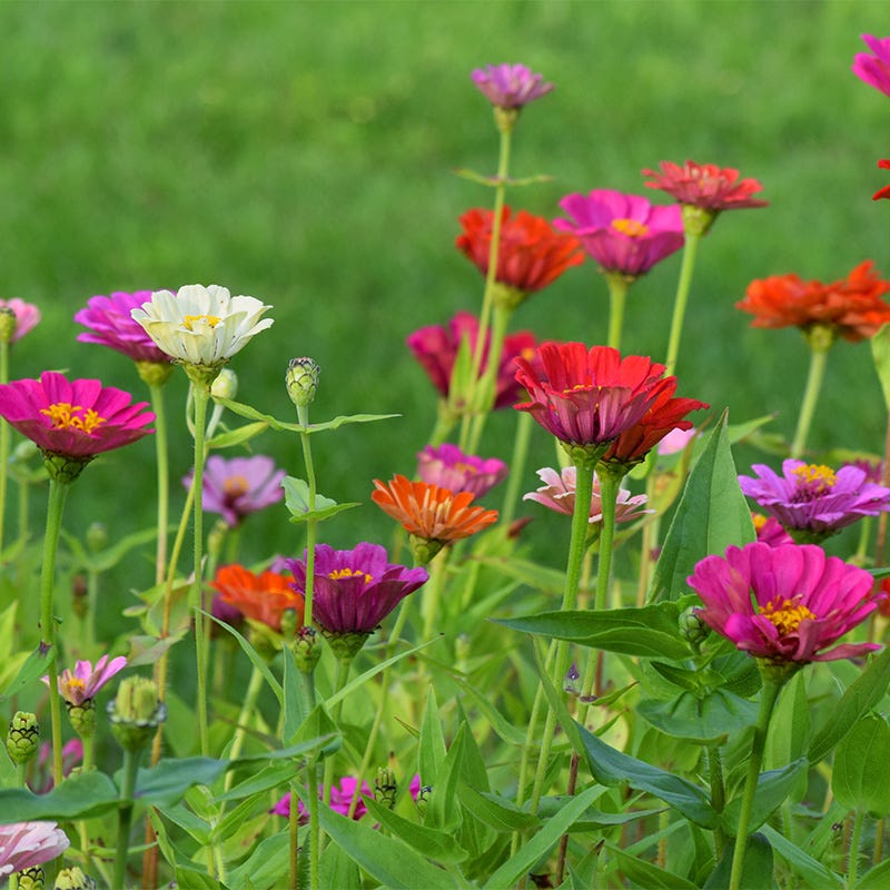 Quick Blooming Wildflower Seed Collection - Image 5