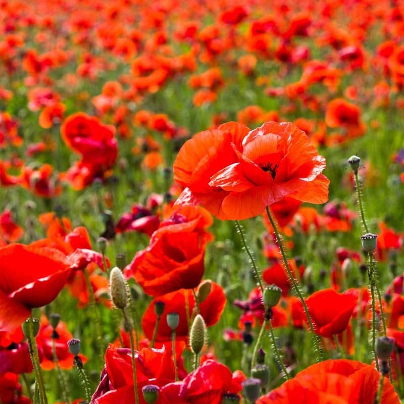 Red Poppy & Plains Coreopsis Seed Combo - Image 3