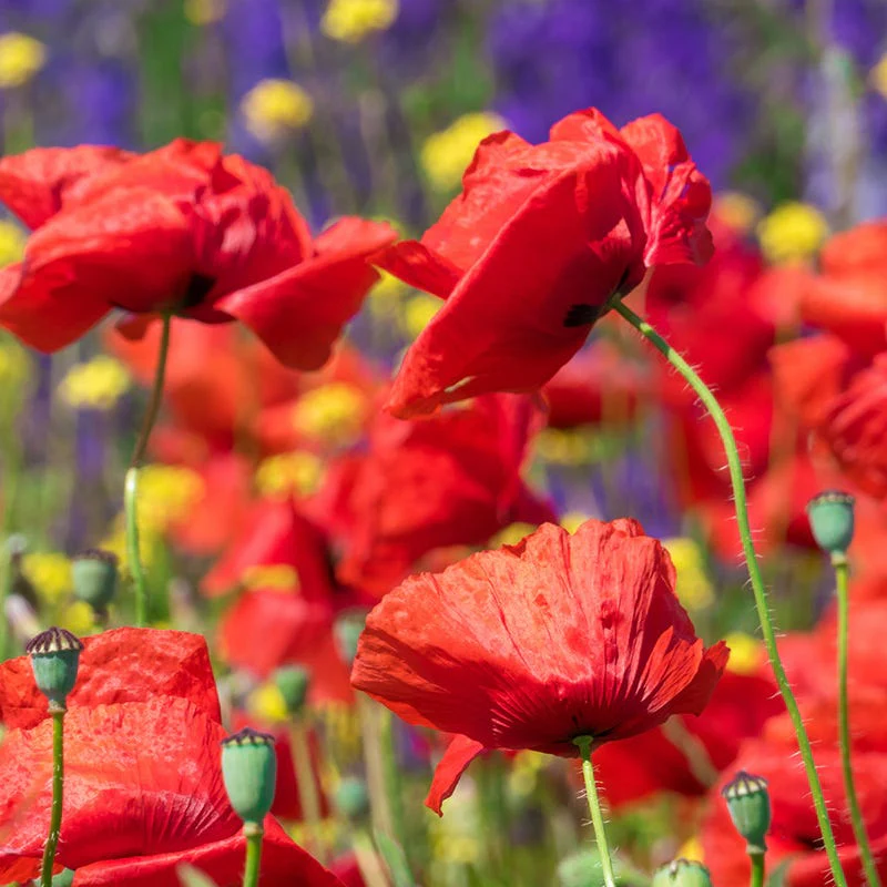 Red Poppy & Rocket Larkspur Seed Combo - Image 3