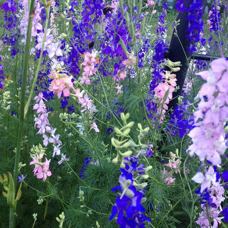 Red Poppy & Rocket Larkspur Seed Combo - Image 4