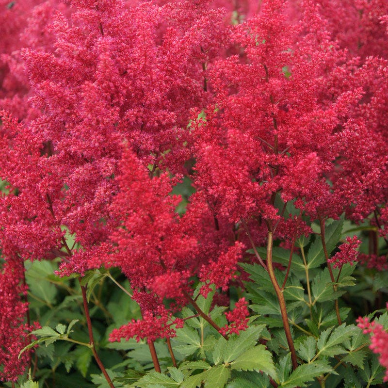 Shady Nook Pre-Planned Garden - Image 6