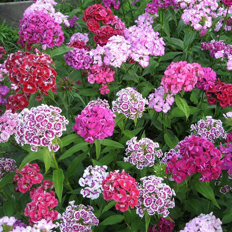 Shade Wildflower Seed Collection - Image 4