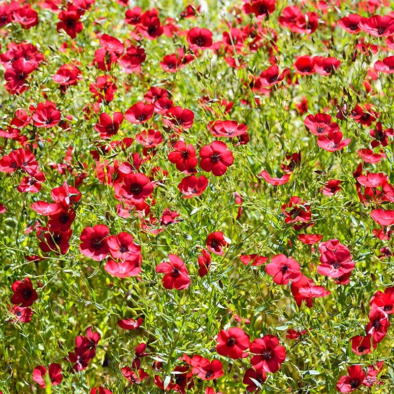 Shade Wildflower Seed Collection - Image 5