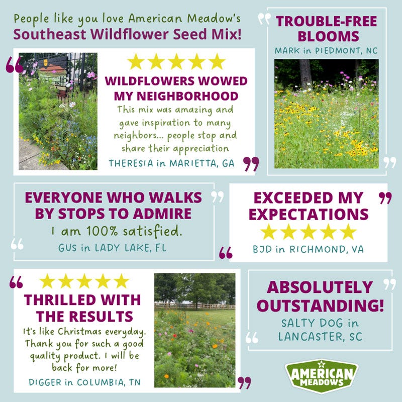 Southeast Select Wildflower Seed Mix - Image 4