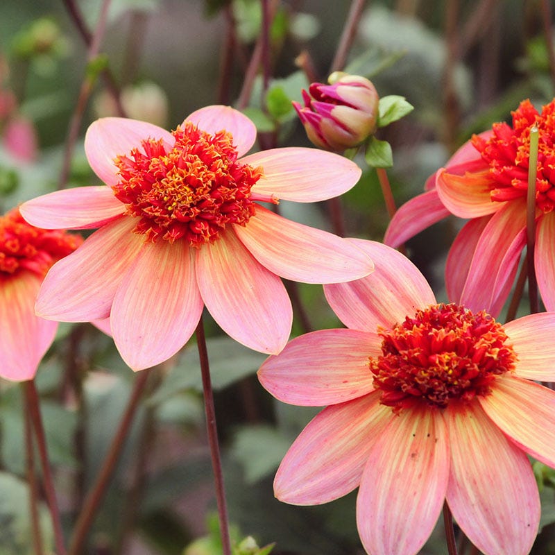 Totally Tangerine Anemone Dahlia - Image 3