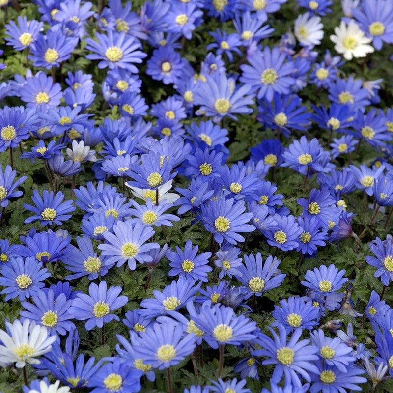Blue Shades Anemone - Image 3