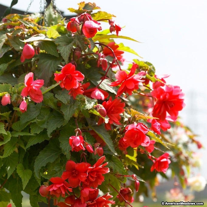 Red Cascading Begonia - Image 3
