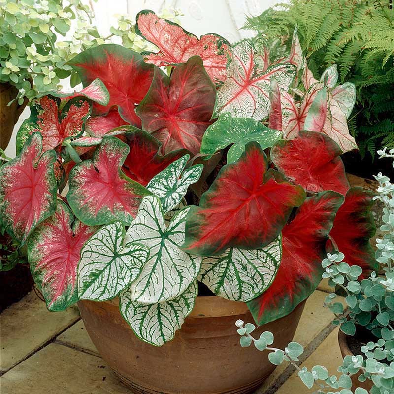 Red & White Caladium Mix - Image 2