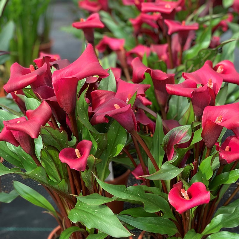 Jewelbox Calla Collection - Image 4