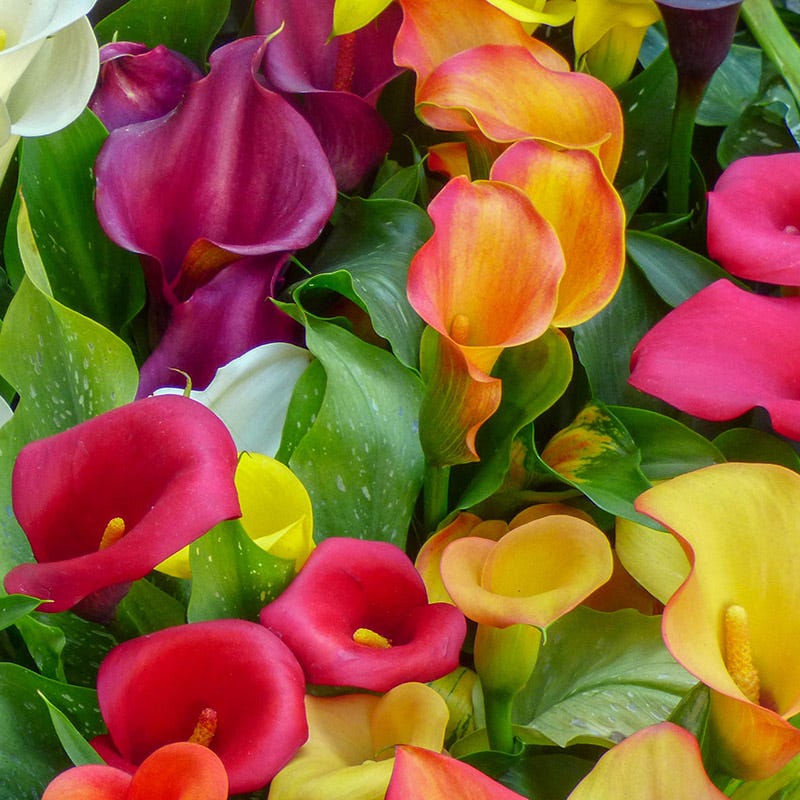 Jewelbox Calla Collection - Image 6