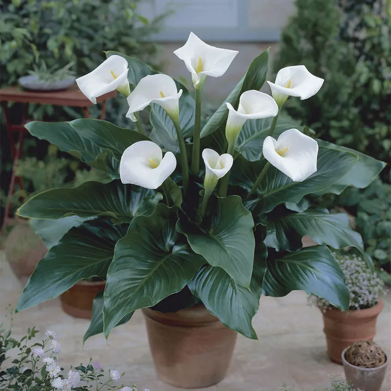 White Florist Calla Lily - Image 3