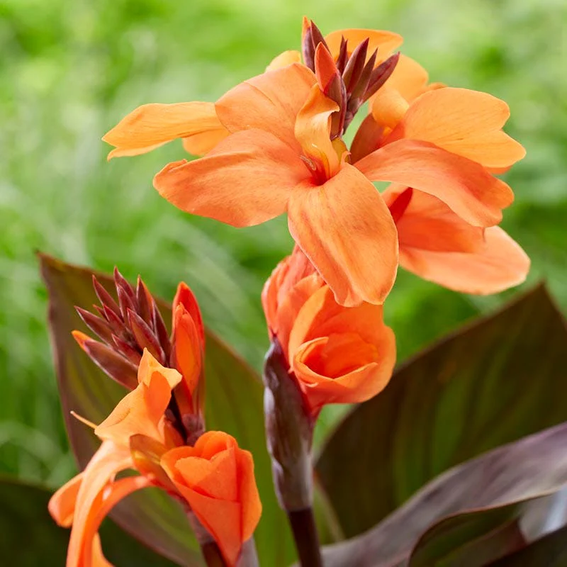 CannaSol™ Happy Wilma Canna Lily - Image 2