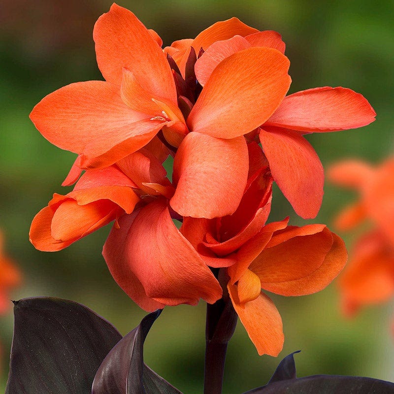 Happy Hummingbird Canna Collection - Image 3