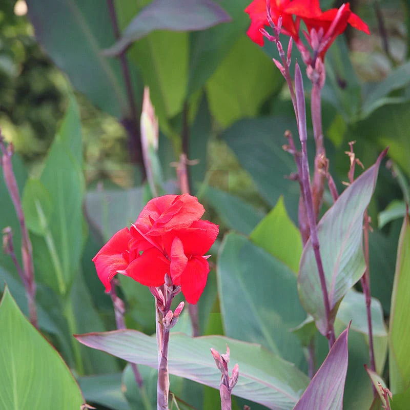 Red Dazzler Canna Lily - Image 2