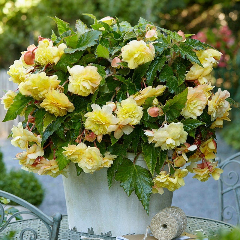 Cascades In The Shade Begonia Collection - Image 3