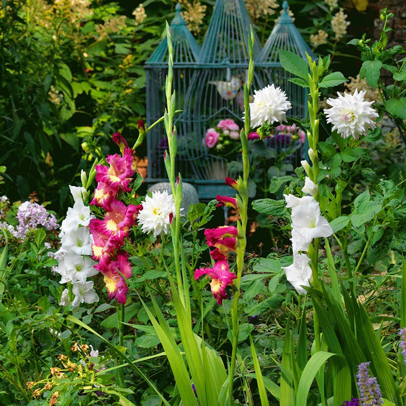 Polar Bear Gladiolus - Image 3