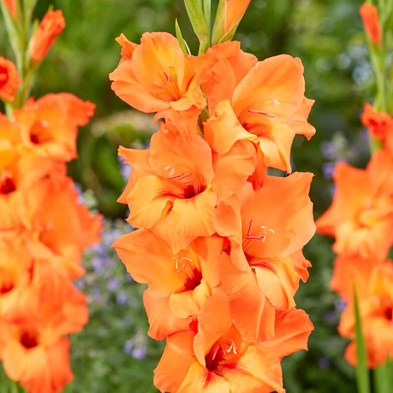 Rainbow Gladiolus Collection - Image 3