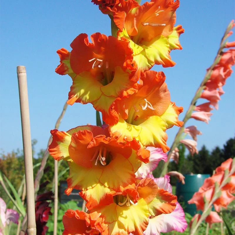 Princess Margaret Rose Gladiolus - Image 2