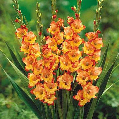 Princess Margaret Rose Gladiolus - Image 3