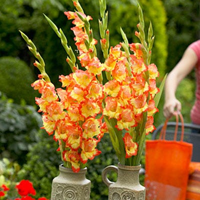 Princess Margaret Rose Gladiolus - Image 4