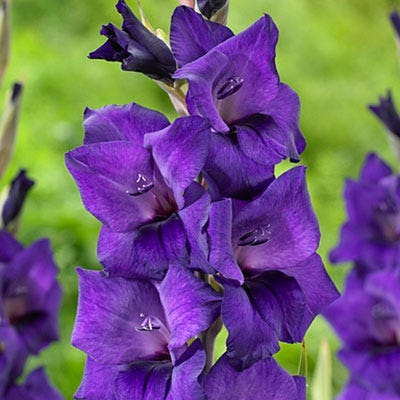 Rainbow Gladiolus Collection - Image 5