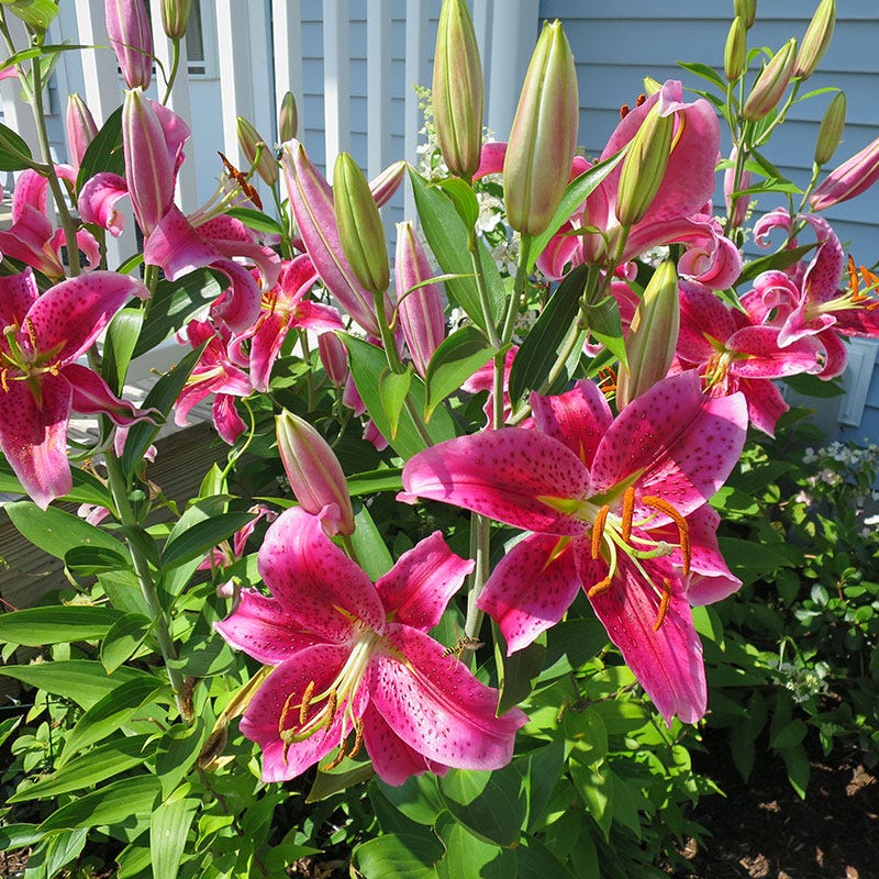 Stargazer Oriental Lily Bulbs - Image 2