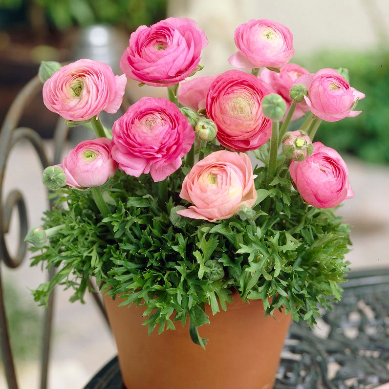 Tecolote Pink Ranunculus - Image 3