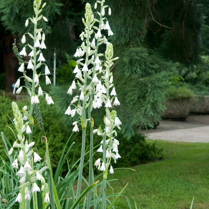 Summer Hyacinth - Image 3