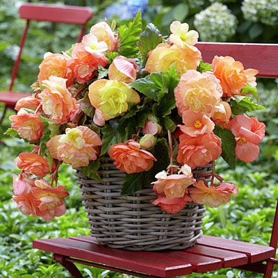 Splendide Ballerina Apricot Cascading Begonia - Image 2