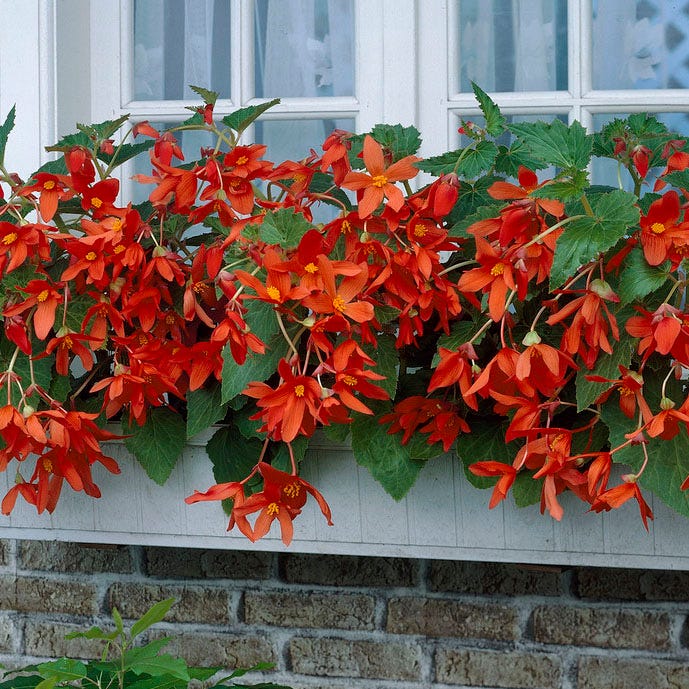 Bertini Begonia - Image 2