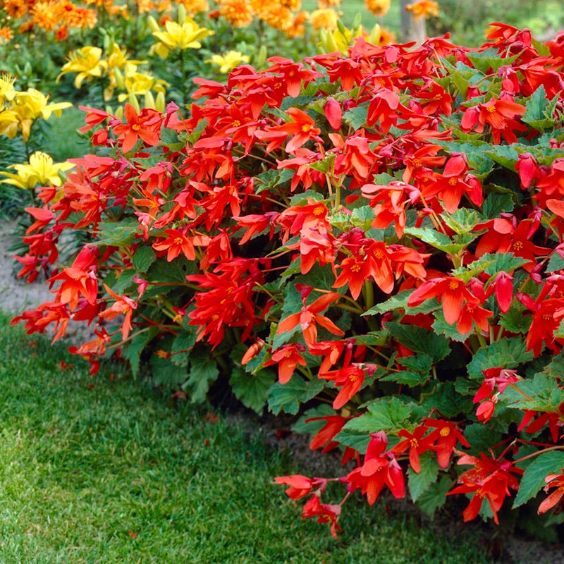 Bertini Begonia - Image 3