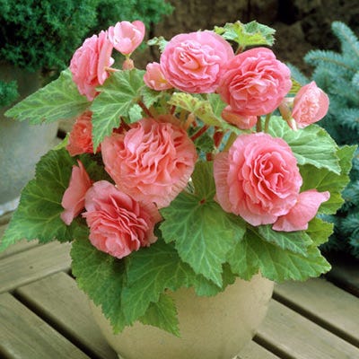 Double Pink Begonia - Image 3