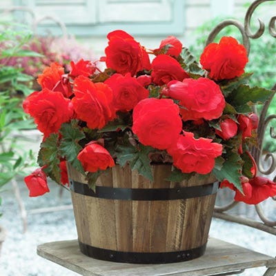 Double Scarlet Begonia - Image 2