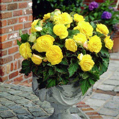 Double Yellow Begonia - Image 3