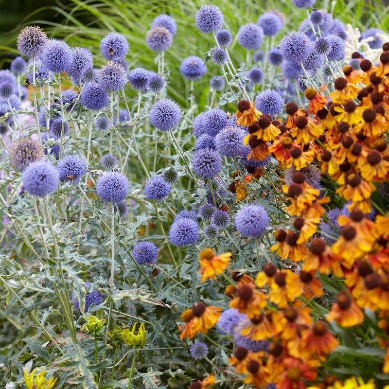 Sun Loving Pre-Planned Garden - Small - Image 3