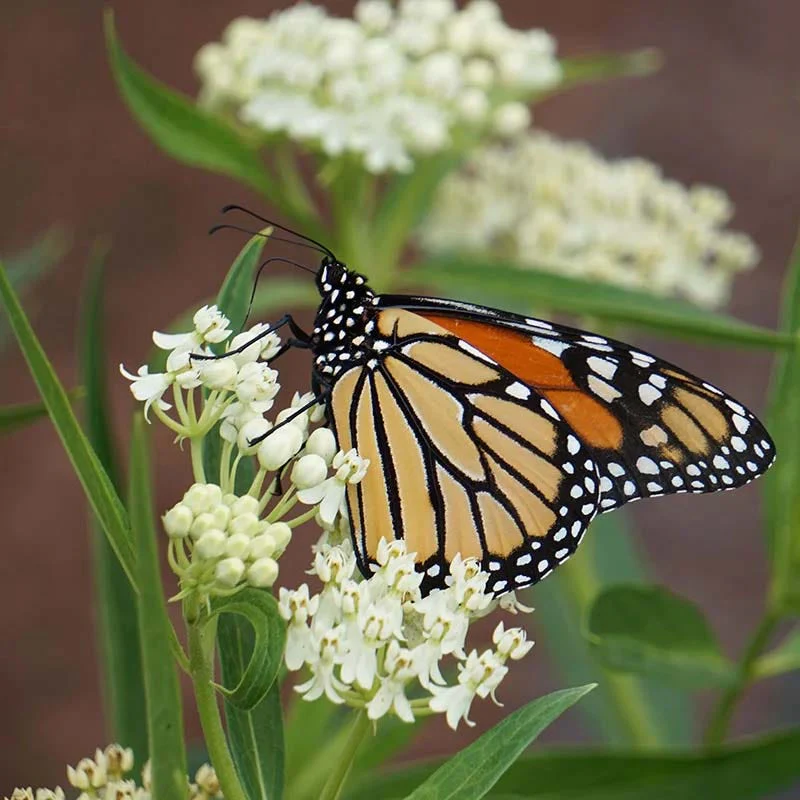 Moonlight Pre-Planned Garden - Image 6