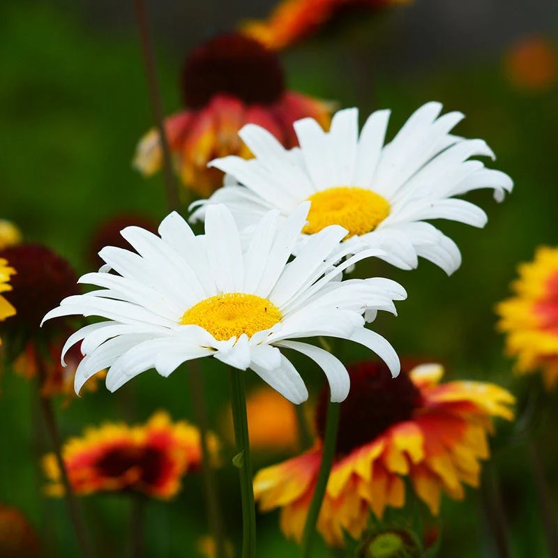 Beautiful Bouquets Pre-Planned Garden - Image 4