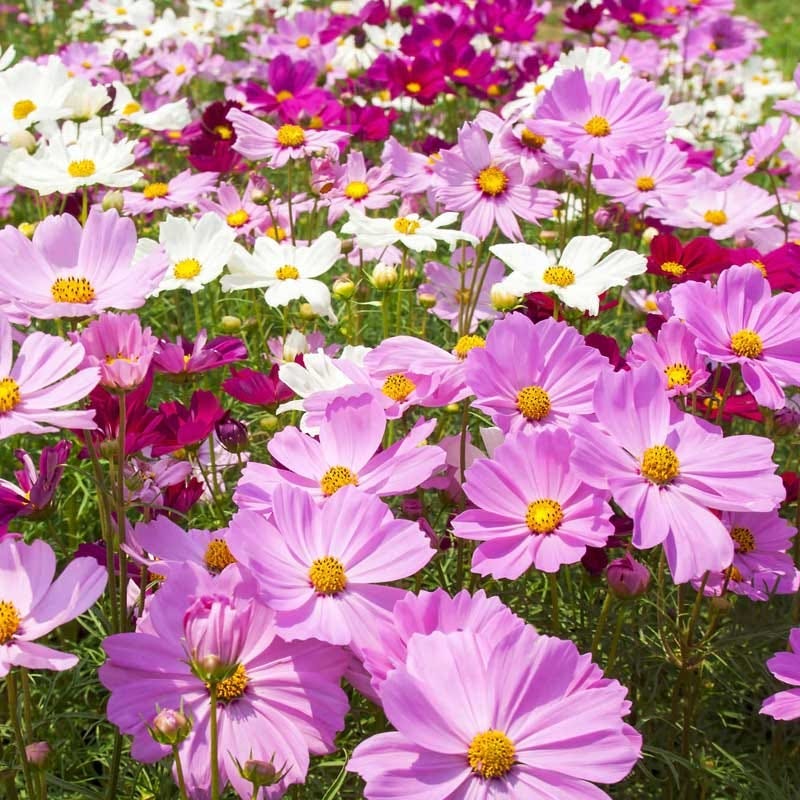Wild Sunflower & Cosmos Seed Combo - Image 4