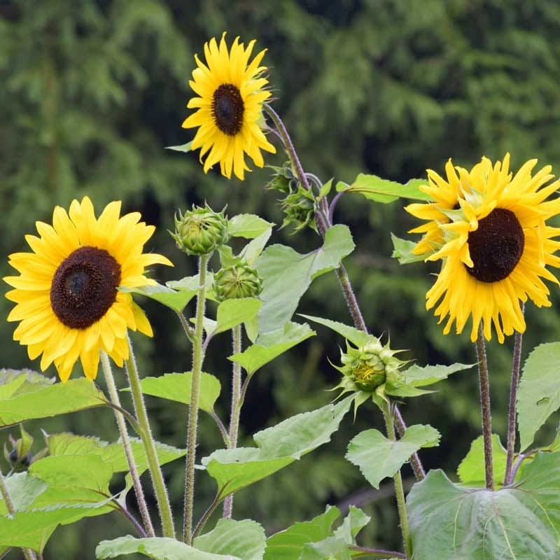 Wild Sunflower & Cosmos Seed Combo - Image 5