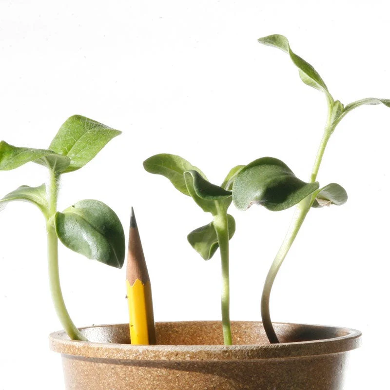 Mammoth Grey Stripe Sunflower Seeds - Image 7