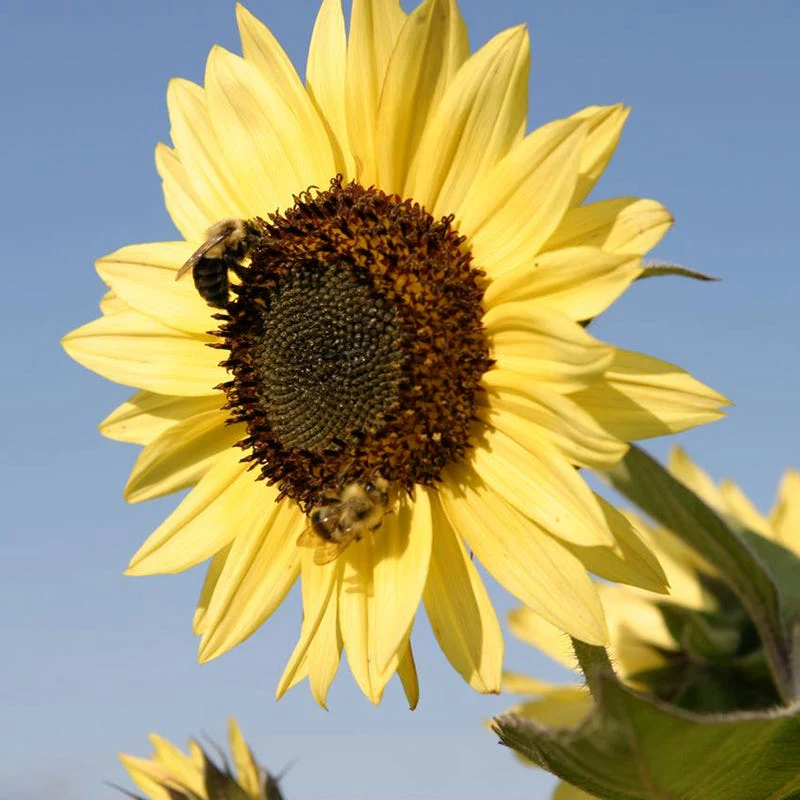 Sunflowers For The Soul Seed Collection - Image 3