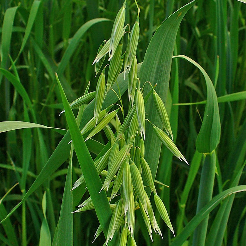 Wet Meadow Wildflower Seed Mix - Image 11