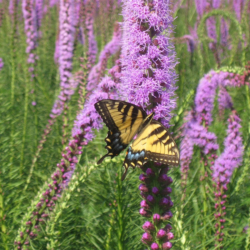 Wet Meadow Wildflower Seed Mix - Image 5